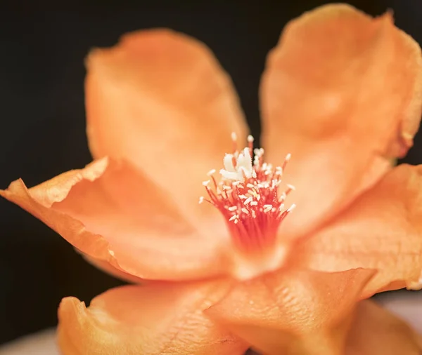 Помаранчева Квітка Опунції — стокове фото
