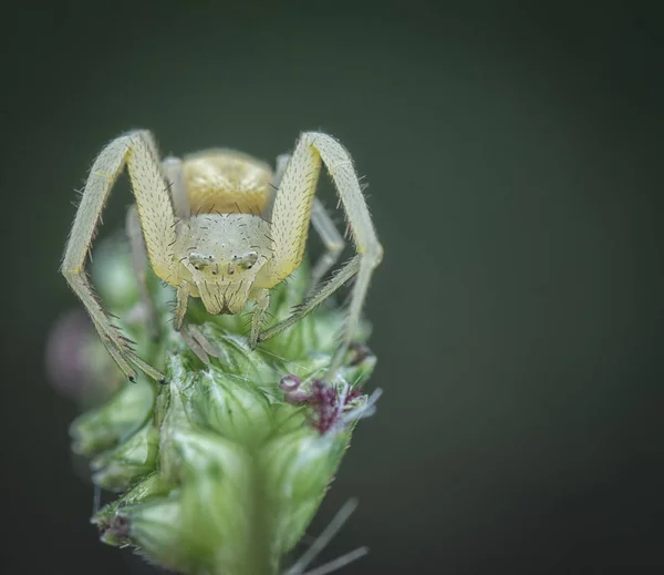 Closeup Crab Spider — Stock Photo, Image