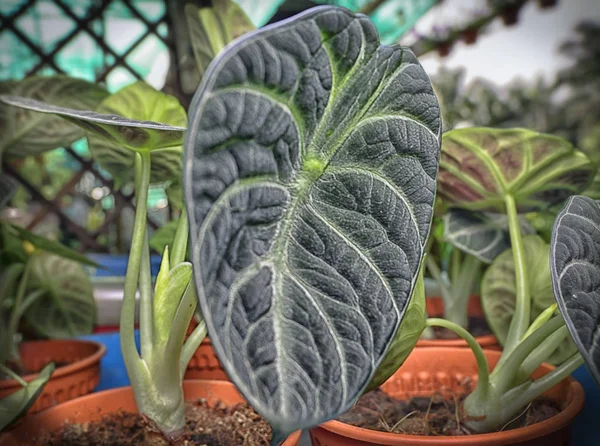 alocasia siyah kadife yaprağın yakın çekim çekimi