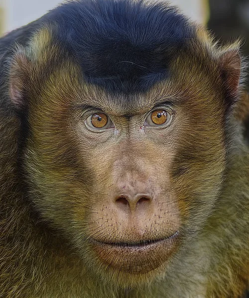 Looking Straight Monkey Eyes — стоковое фото