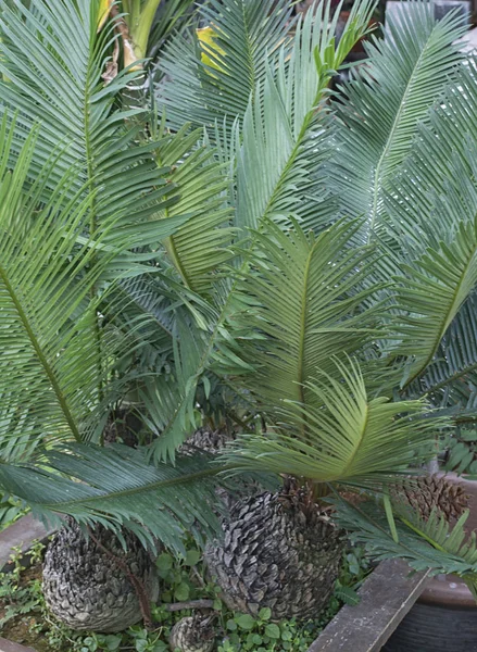 Varieties Leafy Houseplant Nursery — Stock Photo, Image