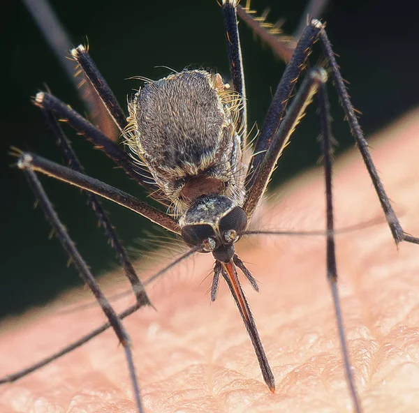 Mosquito Ocupado Drenando Sangre —  Fotos de Stock