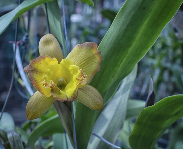Про Рослини Орхідей — стокове фото