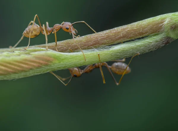 Semut Penenun Memanjat Cabang — Stok Foto