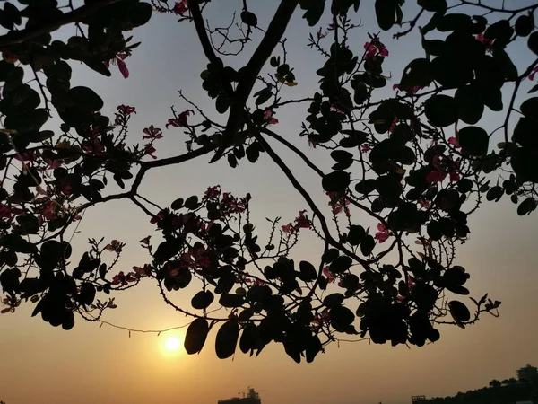 Ombre Arbre Pendant Coucher Soleil — Photo