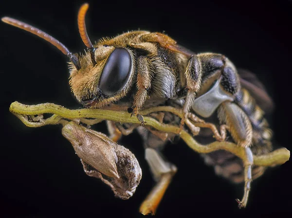 Nahaufnahme Winziger Schweißbienen — Stockfoto