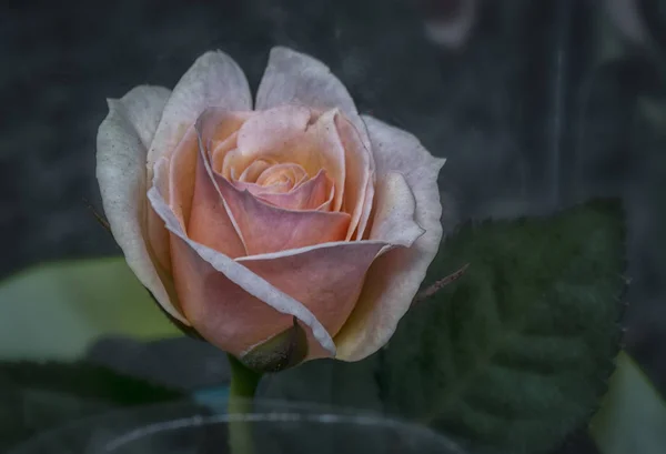 Wiele Małych Róż Wielokolorowe — Zdjęcie stockowe