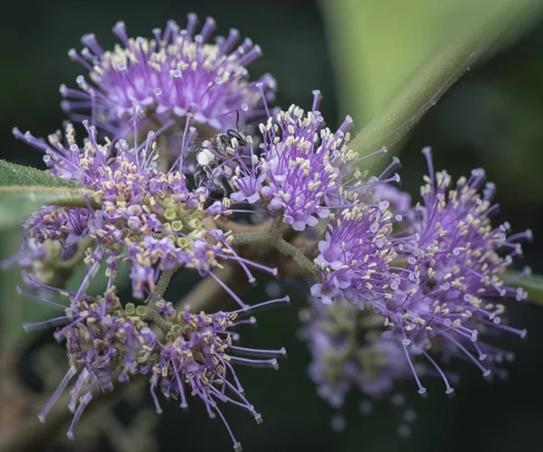 Abeille Nourrissant Nectar — Photo