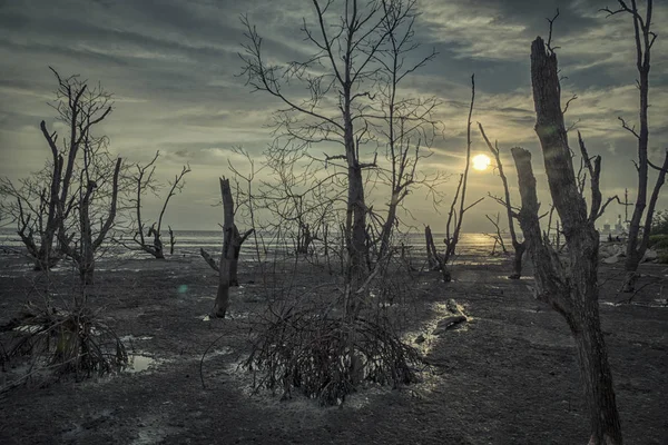 Scenę Plaża Odpływu — Zdjęcie stockowe