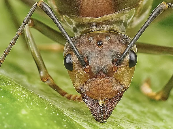 Portrait shot of a green ant.