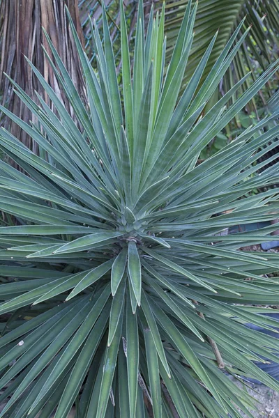 Sharp Pointed Yucca Leaf — Stock Photo, Image