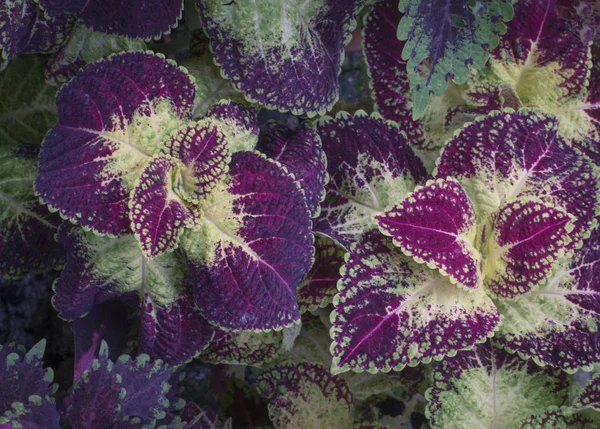 Veelkleurige Coleus Blad Plant — Stockfoto