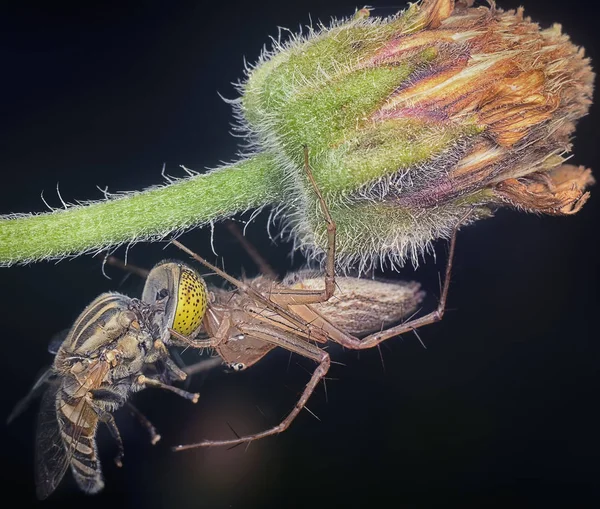 Araña Lince Presa Capturada — Foto de Stock