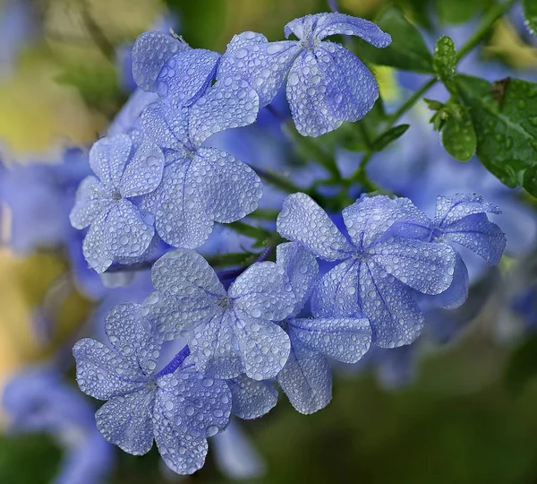 Flor Plumbaginaceasa Auriculata Azul —  Fotos de Stock