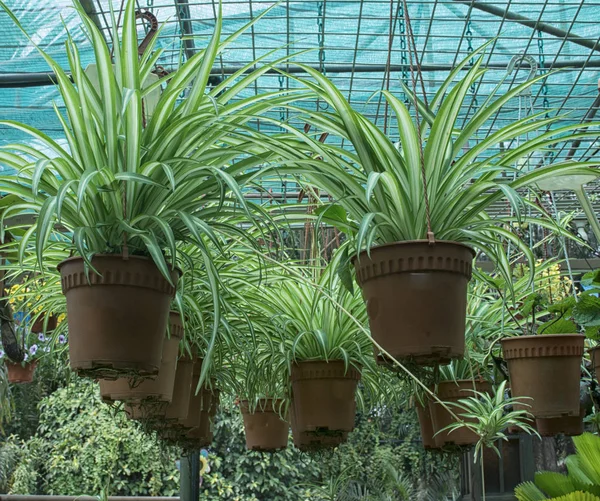 Planta Araña Orinal — Foto de Stock