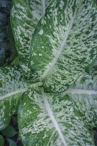 哑蔗叶植物 — 图库照片