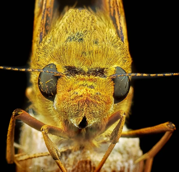 Extreme Shot Yellow Moth — Stock Photo, Image