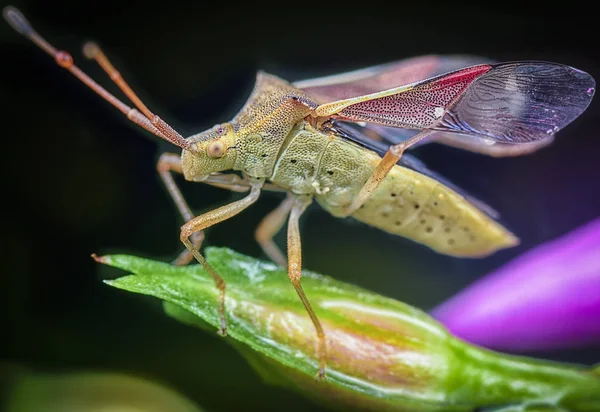 Andockwanze Flugbereit — Stockfoto