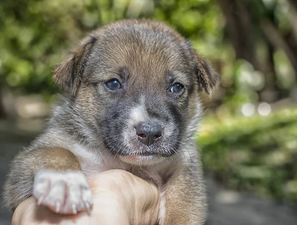 Cachorrinho Pequeno Bonito — Fotografia de Stock