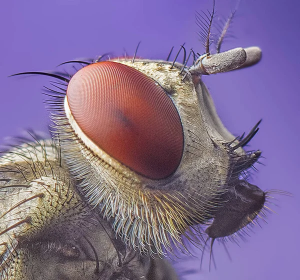 Primo Piano Scatto Della Mosca Domestica — Foto Stock