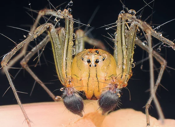 面对面与雄性山猫蜘蛛 — 图库照片