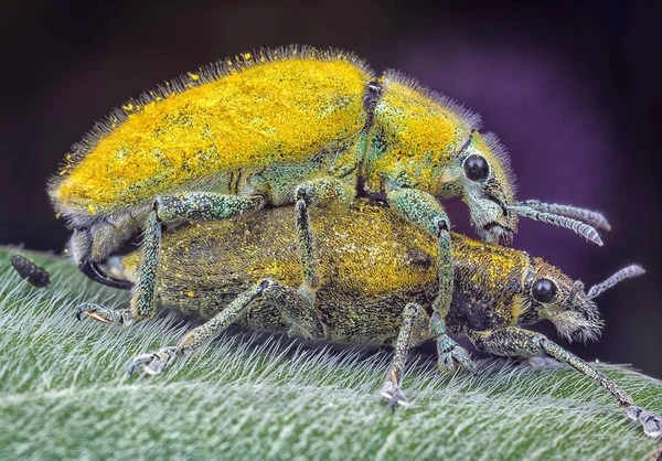Close Tiro Amarelo Poeira Weevils — Fotografia de Stock