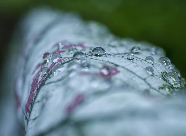 Wasser Taut Auf Blättern — Stockfoto