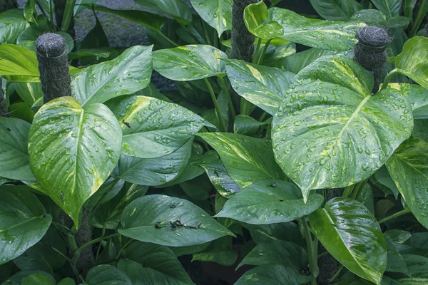 Altın pothos yaprak bitki