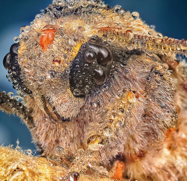 Extreme Shot Van Bruine Vlinder — Stockfoto