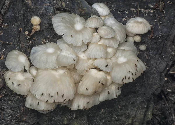 Wilde Jungle Paddenstoelen Schimmels — Stockfoto