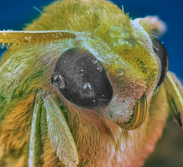 Extremschuss Der Gelben Motte — Stockfoto