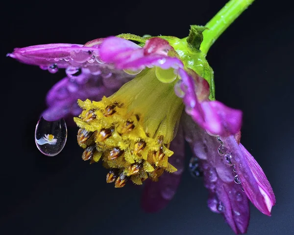 Σταγονίδια Βροχής Χόρτο Λουλούδι — Φωτογραφία Αρχείου