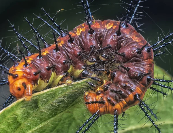 애벌레와 가까이 — 스톡 사진