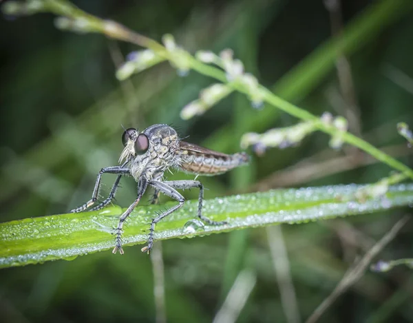 Robberfly Neerstrijken Het Natte Lemmet Van Gras — Stockfoto