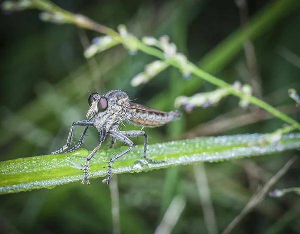 Robberfly Poleiro Lâmina Molhada Grama — Fotografia de Stock