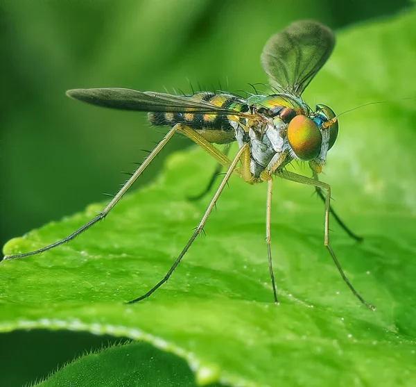 Insecto Mosca Patas Largas — Foto de Stock