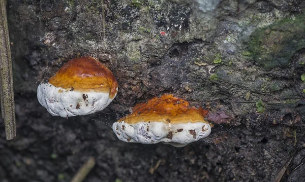 Cogumelo Fresco Selvagem Selva Fungo — Fotografia de Stock
