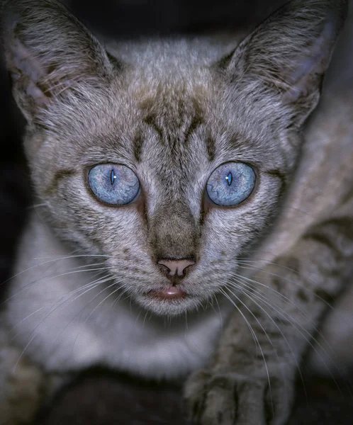 Portraitaufnahme Der Katze — Stockfoto