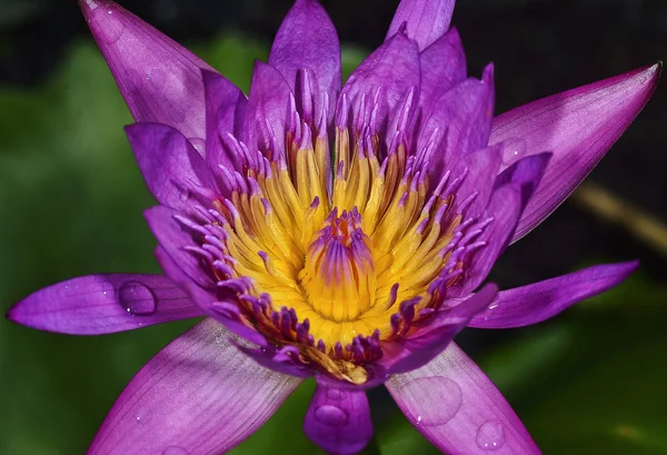Close Shot Top View Water Lily — Stock Photo, Image