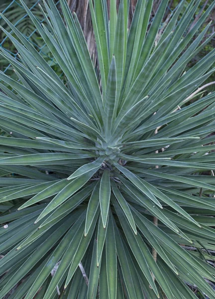 Sharp Pointed Yucca Leaf — Stock Photo, Image