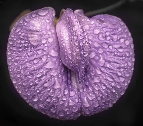 Centrosema molle çiçek otu