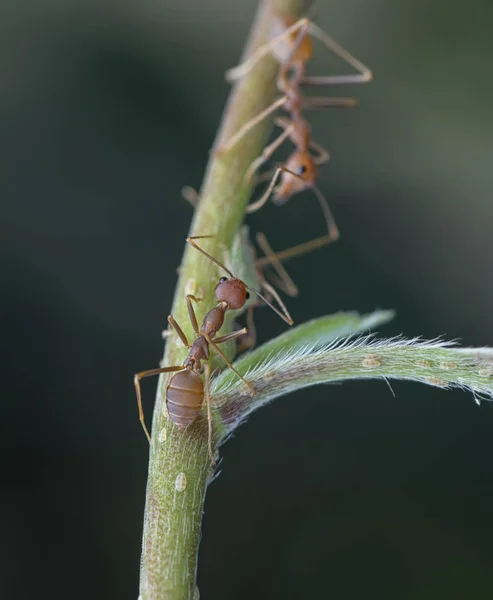 Formigas Tecelãs Escalando Ramos — Fotografia de Stock