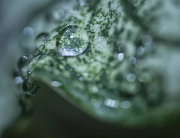 Wasser Taut Auf Blättern — Stockfoto