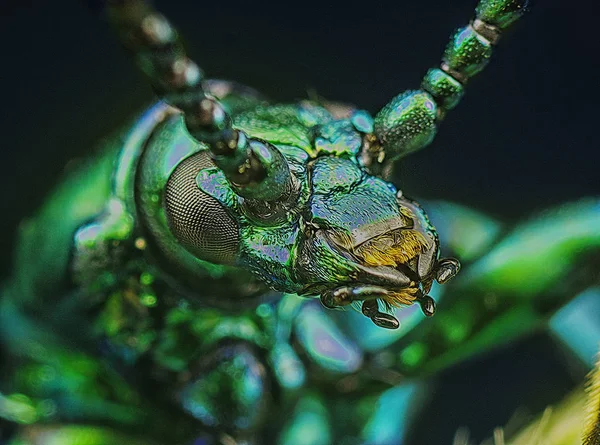 金属绿甲虫的近距离拍摄 — 图库照片