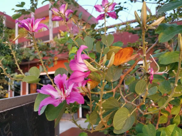 Rosa Bauhinia Flor Planta — Foto de Stock