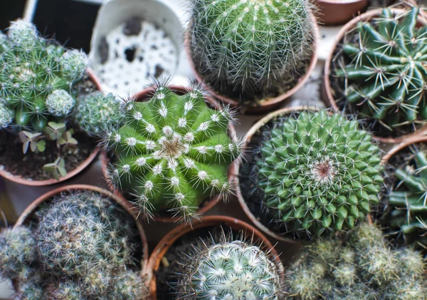 Fajta Kis Edények Kaktuszok — Stock Fotó