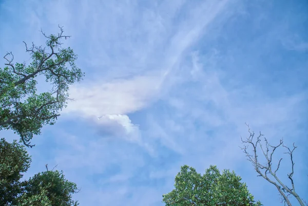 上空を見上げて — ストック写真