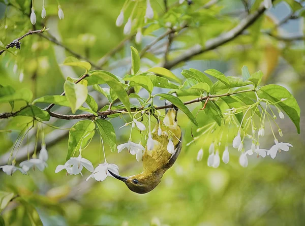 Kolibri Hockt Kopfüber Auf Dem Jasminblütenbaum — Stockfoto
