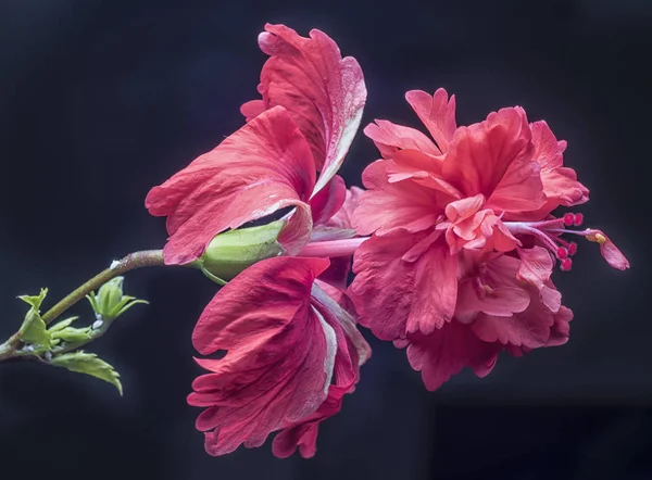 Хібіскус Троянда Sinensis Квітка — стокове фото