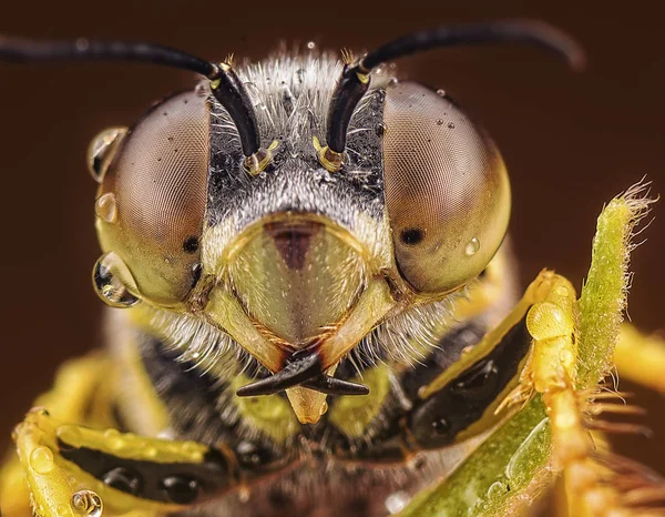 Närbild Skott Sanden Wasp — Stockfoto